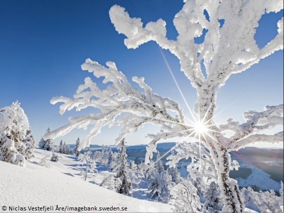 Zweden-Jamtland-winter.jpg